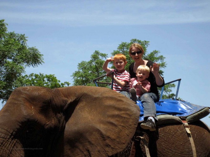 elephant ride scarbourough renaissance festival003