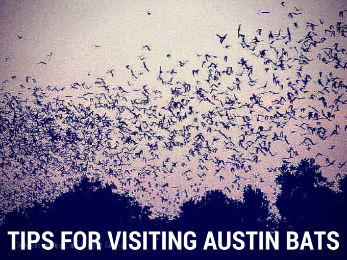 tips for visitng the bats of austin