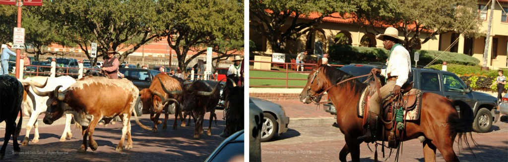 fort worth cowboy, cattle drive, black cowboy, longhorn cattle