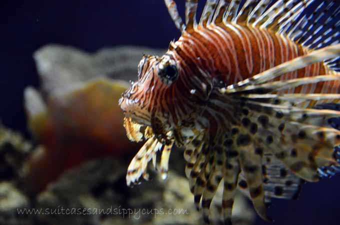 Lionfish Moody Garden