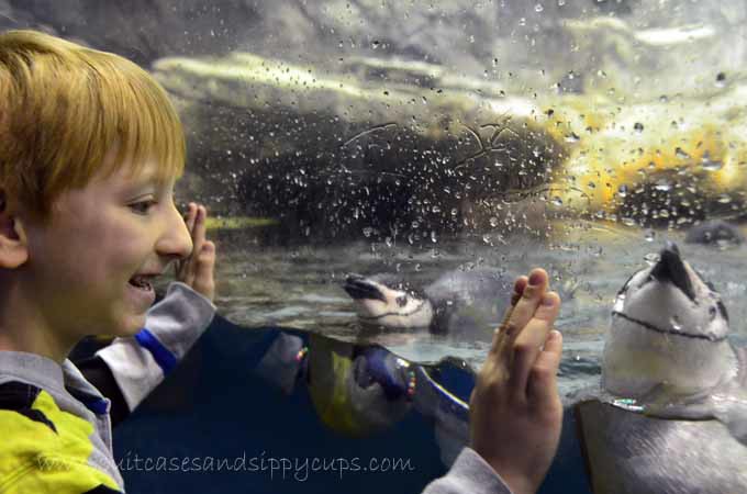moody garden aquarium penguins