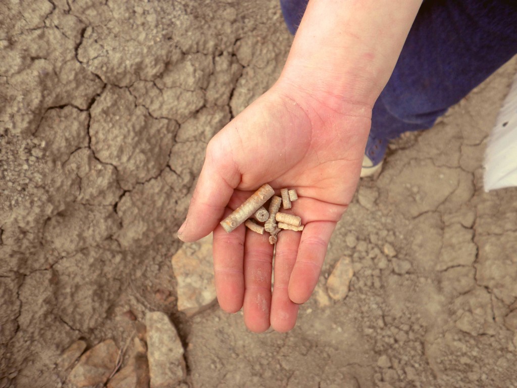 hand holding fossils