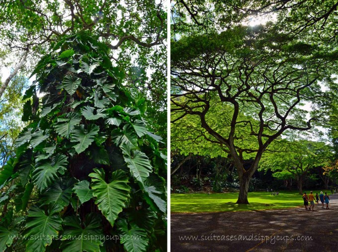 Trees Waimea Valley