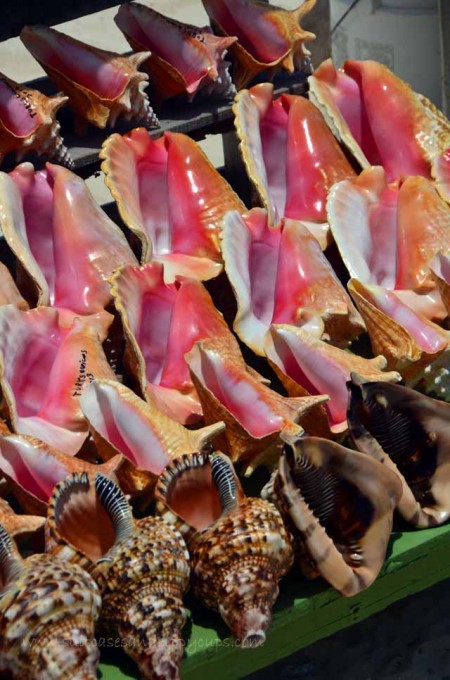 variety of conch shell