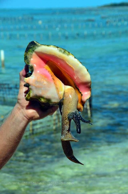 jerry the conch turks and caicos