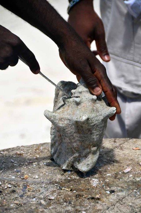 opening a conch shell