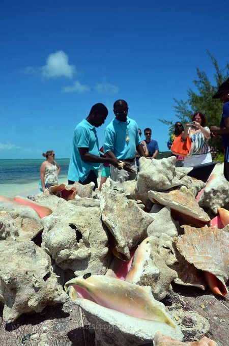 fresh conch in turks and caicos