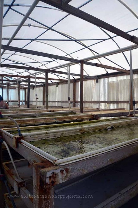 conch farm greenhouse