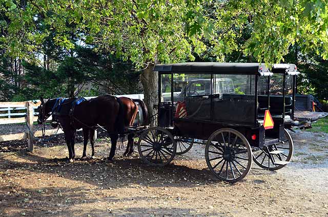 Tips for Taking an Amish Buggy Ride test