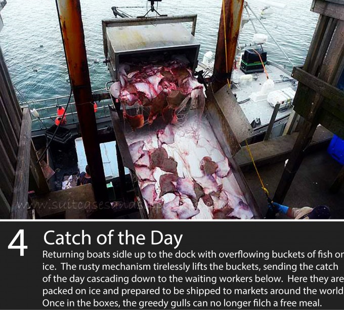 Returning boats sidle up to the dock with overflowing buckets of fish on ice.  The rusty mechanism tirelessly lifts the buckets, sending the catch of the day cascading down to the waiting workers below. Here they are packed on ice and prepared to be shipped to markets around the world.Once in the boxes, the greedy gulls can no longer filch a free meal.