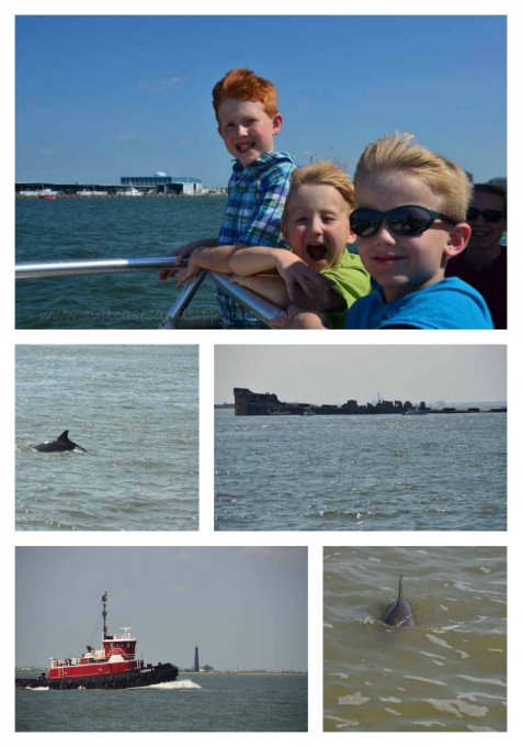 Dolphin Tour Collage
