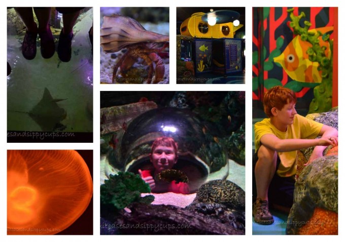 sealife grapevine collage