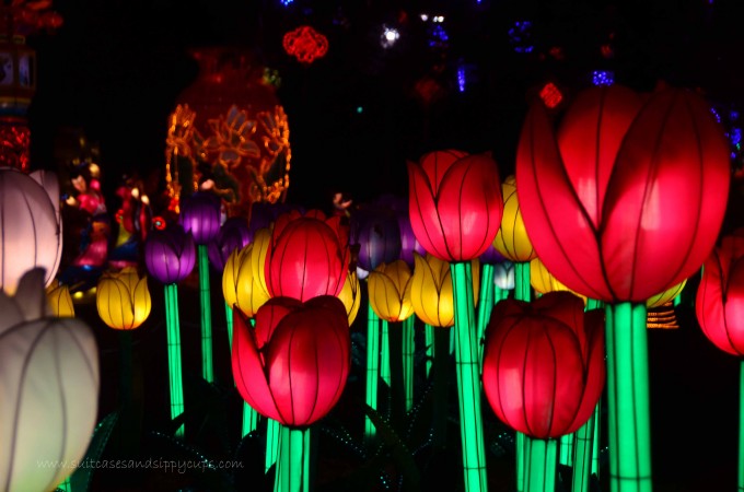Tulips Chinese Lantern Festival