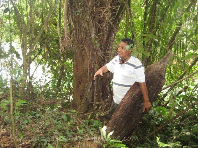 Belize Rainforest