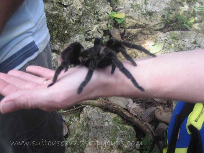 Holding a Tarantula Belize