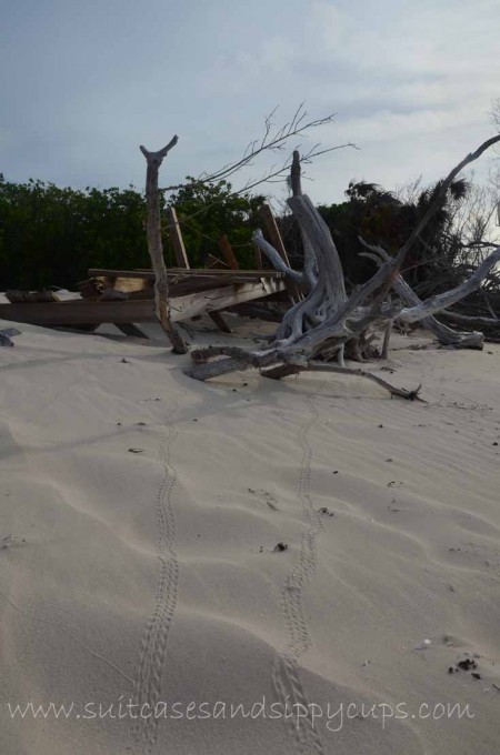 iguana island turks and caicos