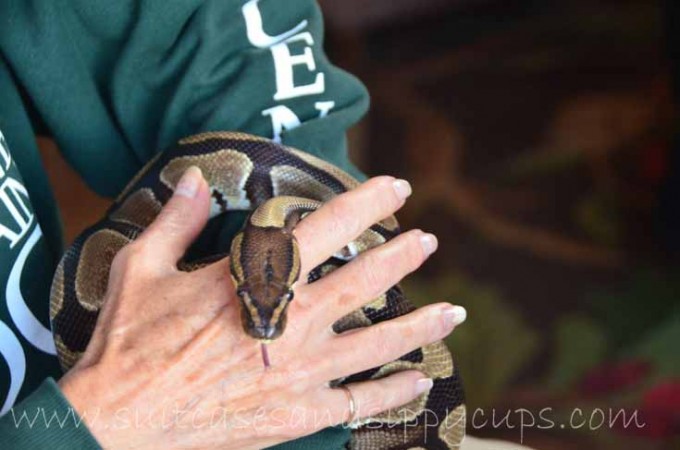 cheyenne mountain zoo breakfast