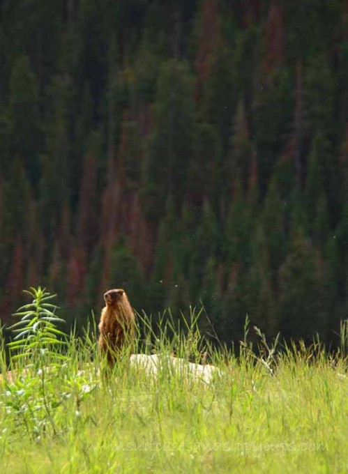 marmmot wildlife at maroon bells