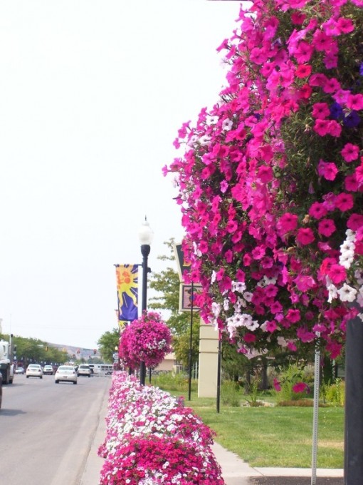 vernal main street flowers