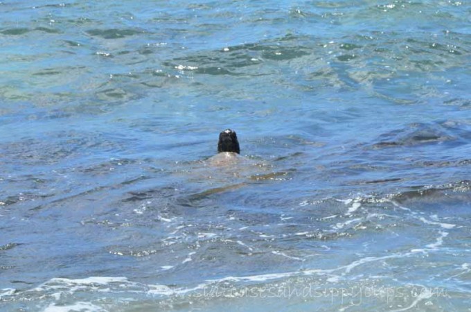 turtles north shore oahu