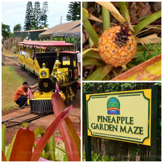 dole pineapple plantation