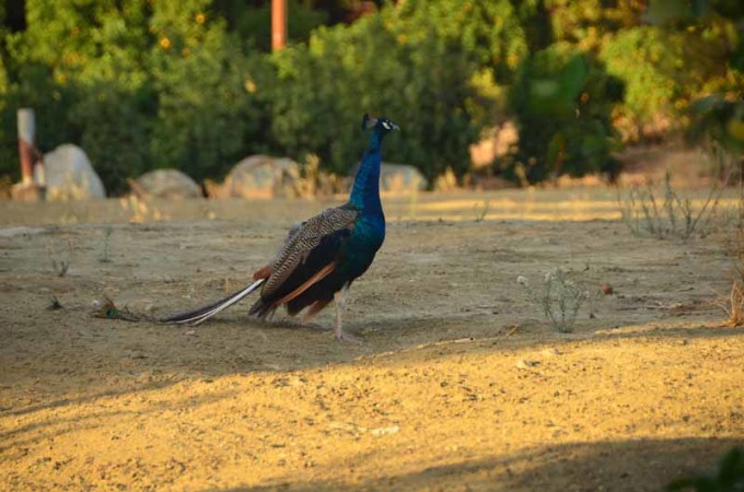 peacocks ventura ranch