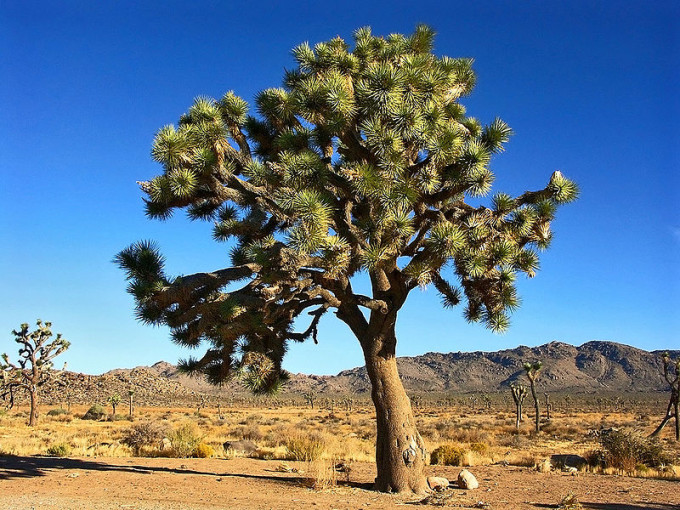 lodging in joshua tree