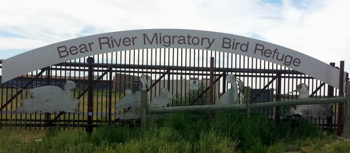 Bear River Migratory Bird Refuge