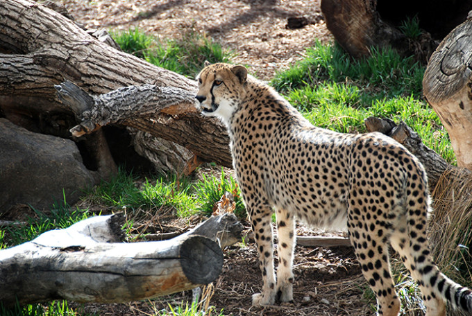 denver zoo