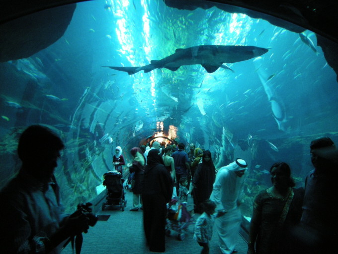 Dubai_Aquarium_(4129351332)