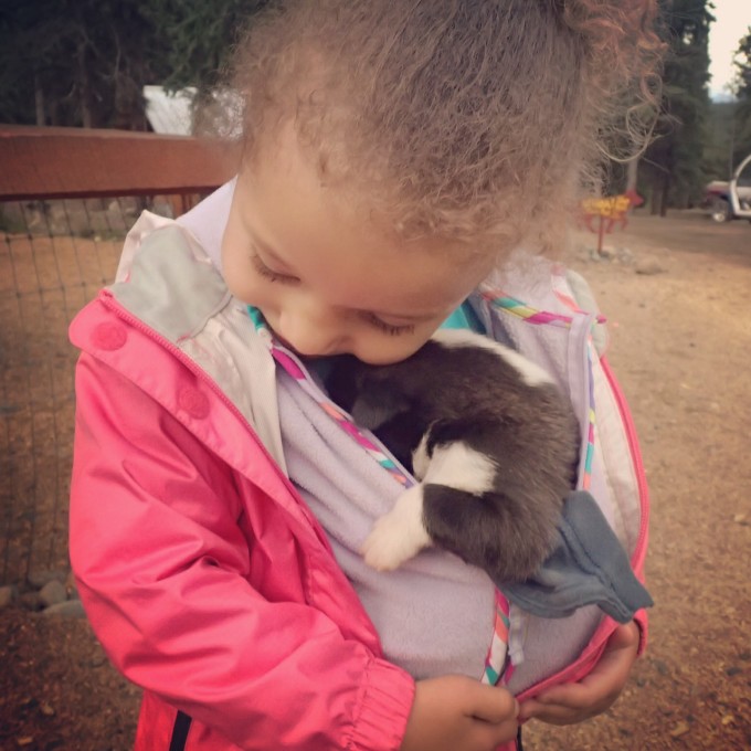 Alaskan husky puppy