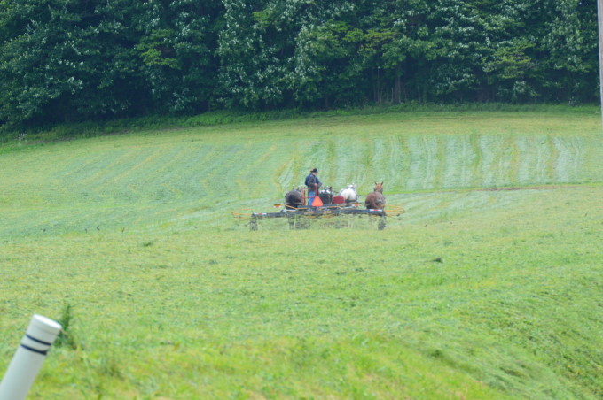 amish cutting grass