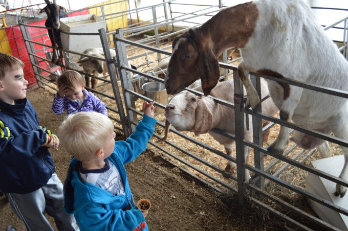 goats in amish country