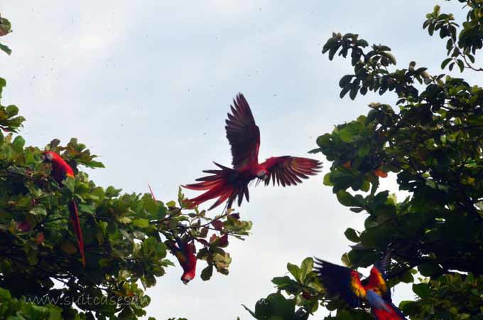 Toucans during a Costa Rica tour