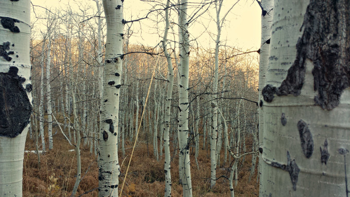 Utah Mountain Forest