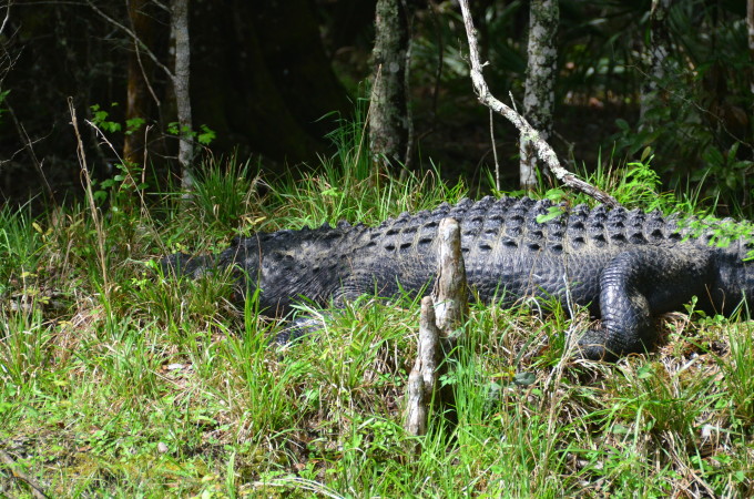 wakalla springs alligator