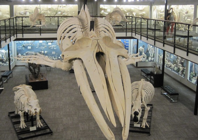 Museum_of_Osteology_exhibits