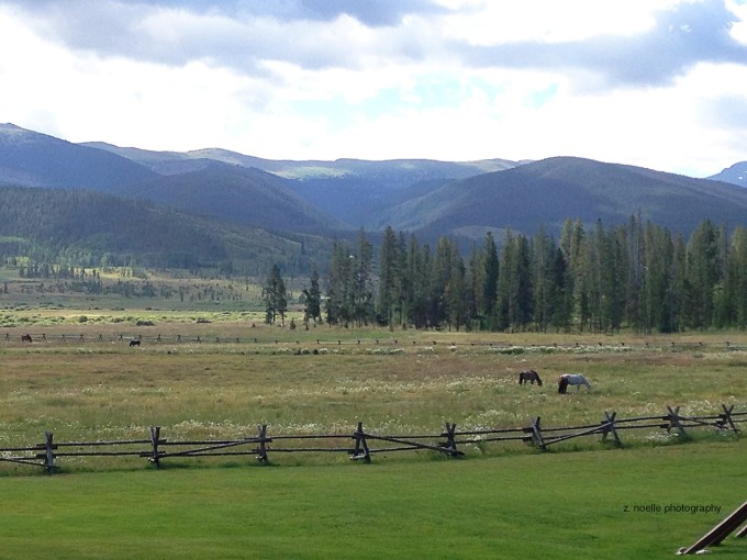 horses